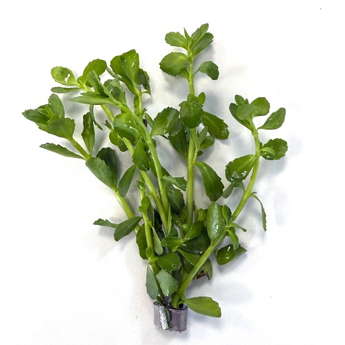Bacopa caroliniana - Herbe du pauvre homme